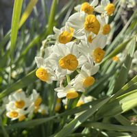 スイセン,花のある暮らし,球根大好き,草花男子,植物オヤジの画像