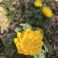 フクジュソウ,花のある暮らし,草花男子,植物オヤジ,おうち園芸の画像