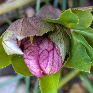 クリスマスローズ,地植え,我が家の庭,小さな幸せ♡,可愛い蕾の画像