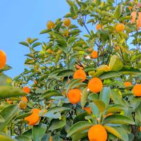 キンカン,キンカン,花のある暮らし,植物好き,自然の不思議の画像