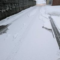 デンドロビウム,ヒヤシンス 水耕栽培,子宝草の花❣️,サボたち,富山支部の画像