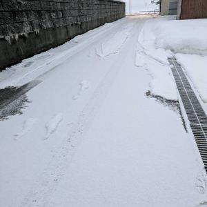 デンドロビウム,ヒヤシンス 水耕栽培,子宝草の花❣️,サボたち,富山支部の画像