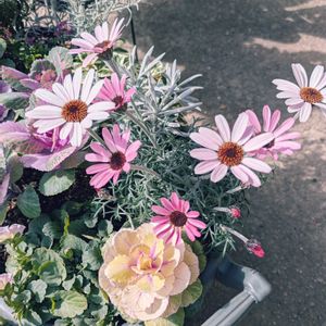 庭の花,ピンクの花,花のある暮らし,園芸初心者,咲いてくれてありがとうの画像