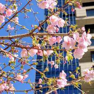 サクラ,樹木,季節の花,東京,花のある暮らしの画像