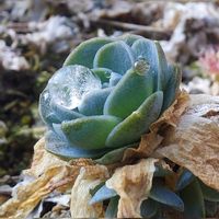 子持ち蓮華,セダム クリームソーダ,雨粒,南天の葉の画像