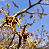 ドウダンツツジ,お出かけ,庭パト,今日のお花,三木山森林公園の画像