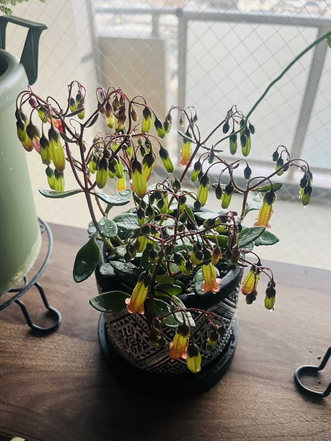 テッサの育て方｜季節ごとの注意すべきポイントは？｜🍀GreenSnap