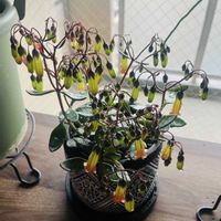 カランコエ テッサの画像