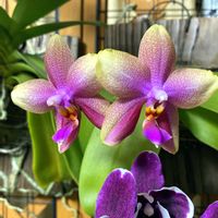 カトレア,胡蝶蘭,カトリアンセ ファーストラブ チャーミー,phal.スイートメモリー,phal.メロウの画像