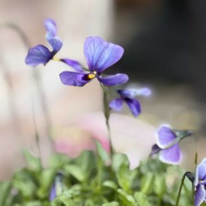 庭人さんビオラ,鉢植え,狭い庭の画像