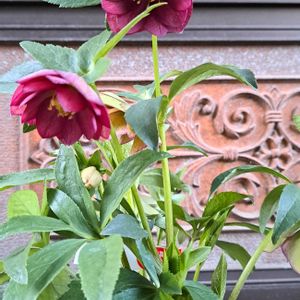 花のある暮らし,植中毒,おうち園芸の画像