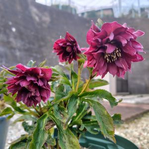 まだまだ初心者,花のある暮らし,おうち園芸,クリロー♡初心者,チーム横須賀の画像