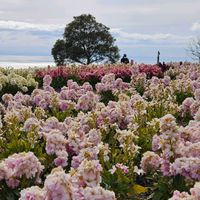 ストック,菜の花,あわじ花さじき,淡路島,鳥の画像