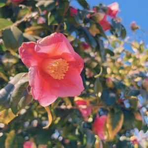 散歩道,花のある暮らし,グリーンのある暮らし,日本の四季,beautifulの画像