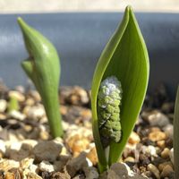 ムスカリ,球根植物,マイガーデン,今日の一枚,花のある暮らしの画像