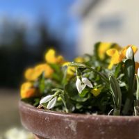 スノードロップ,よく咲くスミレ,寄せ植え,癒し,花のある暮らしの画像