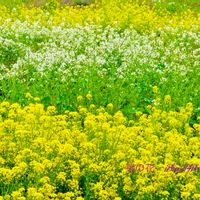 菜の花,アブラナ,なのはな,菜の花畑♡の画像