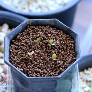 オトンナ属,コーデックス,根塊植物,タニラー,その他部屋の画像