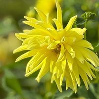 ダリア,北海道,黄色の花,札幌,心にメローイエローの画像