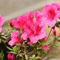 ヒラドツツジ,花のある暮らし,沖縄,挿し木から成長,おうち園芸の画像