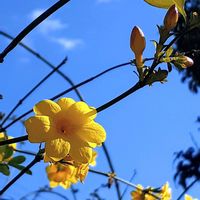 オウバイ,黄梅,ウンナンオウバイ,今日のお花,おでかけ先の画像