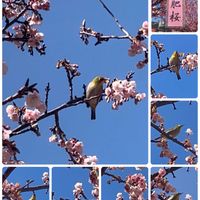 サクラ,サクラ,土肥桜,土肥桜,メジロさんの画像