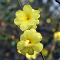 オウバイ,黄梅,ビタミンカラー,花木,黄色の花の画像