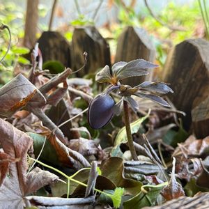 クリスマスローズ,地植え,庭　にわの画像