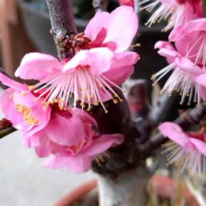 紅梅,盆栽,ピンク色,蕊蕊蕊の画像