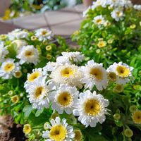 マトリカリア,花のある暮らし,平和を願う,しぞーか勢,おうち園芸の画像