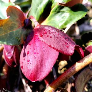 クリスマスローズ,クリスマスローズ,クリスマスローズ,クリスマスローズ 氷の薔薇,クリスマスローズ 氷の薔薇の画像