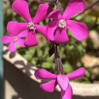 シレネ ピンクパンサー,鉢植え,花のある暮らし,強い子,綺麗な色の画像