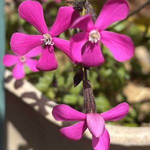 シレネ ピンクパンサー,鉢植え,花のある暮らし,強い子,綺麗な色の画像