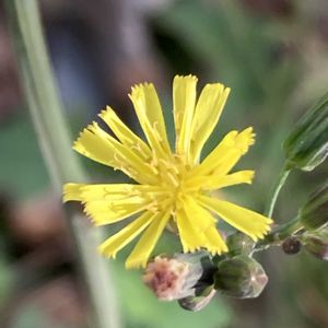 オニタビラコ,オニタビラコ,公園,雑草,山野草の画像