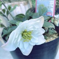 お花のある暮らし,鉢植え✨,小さな庭,玄関アプローチの画像