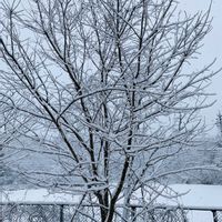 サクラ,雪の朝,庭の画像