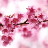 サクラ,寒緋桜,癒し,一眼レフ,春の訪れの画像