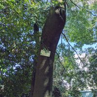 シラカシ,ドングリの木,ブナ科,小石川植物園,コナラ属の画像