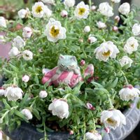 花かんざし,多肉植物,埼玉タニラー,モフモフ大好き,ニャンニャン祭りの画像