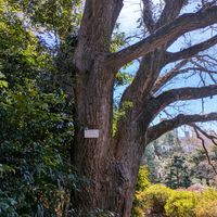 コナラ,ドングリの木,ブナ科,小石川植物園,コナラ属の画像