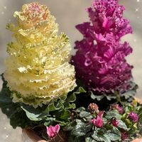 ルッコラ,葉牡丹（はぼたん）,寄せ植え,水耕栽培,花のある暮らしの画像