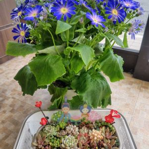 多肉寄せ植え,お雛様の画像