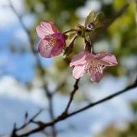 サクラ,樹木,樹木の花の画像