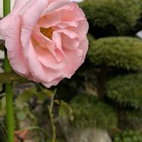 プリムラ　ジュリアン,薔薇♪,寄せ植え大好き,四季咲き薔薇,八重咲きカランコエ♡の画像