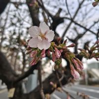 サクラ,玉縄桜,お出かけ先にて…,咲きました,鎌倉の画像