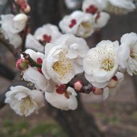 ウメ,サクラ,玉縄桜,日比谷花壇大船フラワーセンター,お出かけ先にて…の画像