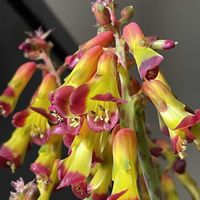 ラケナリア クアドリコロール,Lachenalia aloides var.quadricolor,ラケナリア アロイデス クアドリコロール,お花,南アフリカ原産の画像