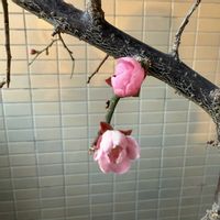 枝垂れ梅,盆栽,開花,バルコニー/ベランダの画像