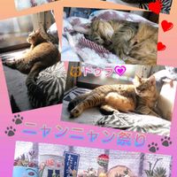 セダム  乙女心,クラッスラ  若緑,エケベリア  クイランシス,クラッスラ  マネーメーカー錦,猫の日の画像