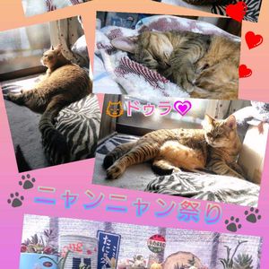 セダム  乙女心,クラッスラ  若緑,エケベリア  クイランシス,クラッスラ  マネーメーカー錦,猫の日の画像